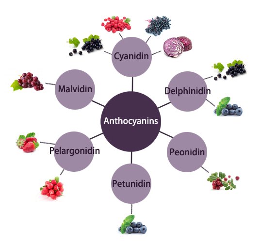 Evonik to present latest findings on anthocyanins